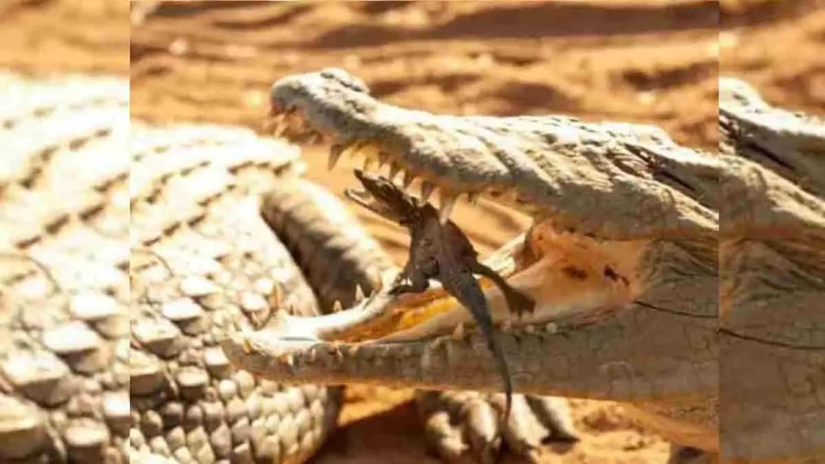 Buaya dikenal sebagai predator dengan gigitan sangat kuat, tetapi tahukah Anda bahwa rahangnya justru menjadi tempat paling aman bagi anak-anaknya? Di balik keganasannya, induk buaya memiliki naluri keibuan luar biasa yang membantu bayi-bayinya bertahan hidup dari ancaman predator di alam liar. (Sumber: Instagram @zonapengetahuan.id)