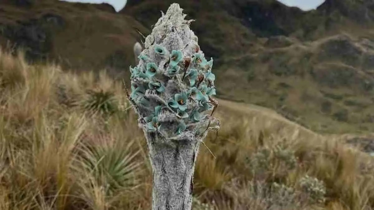 Sekilas tampak tertutup salju, tetapi tanaman unik dari Pegunungan Andes ini sebenarnya diselimuti ribuan bulu putih alami. Lapisan tersebut menjadi tameng cerdas yang melindungi dari panas matahari, suhu beku, hingga membantu mengumpulkan air dari embun dan kabut. (Sumber: Instagram @infarm.id)