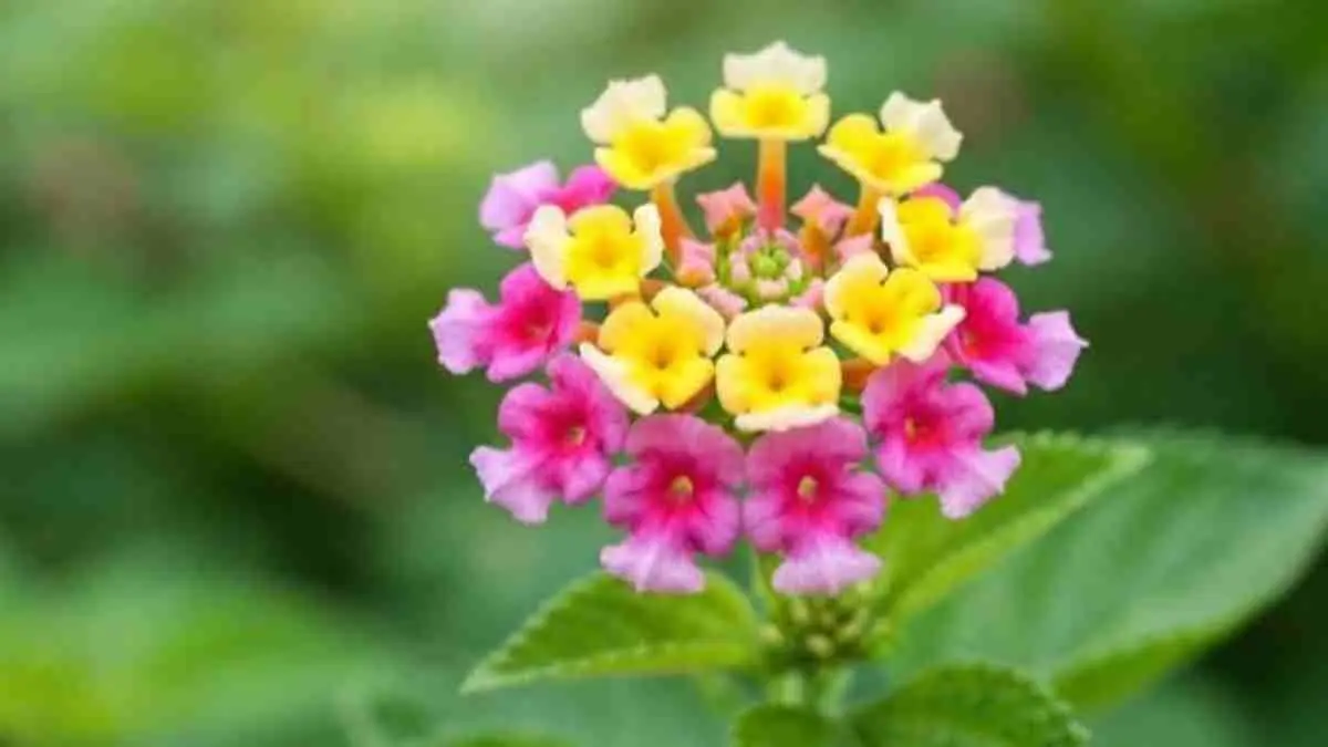 Banyak yang mengira satu rumpun bunga lantana terdiri dari berbagai jenis karena warnanya beragam. Padahal, semua berasal dari satu tanaman yang mampu mengubah warna bunganya secara alami sebagai strategi cerdas menarik lebah dan kupu-kupu. (Sumber: Instagram @infarm.id)