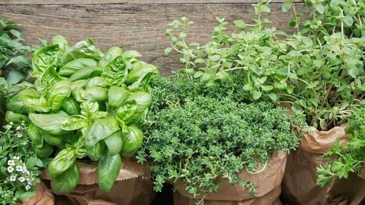 TOGA bukan sekadar tanaman di pekarangan rumah. Jahe, kunyit, serai hingga lidah buaya bisa menjadi bagian dari gaya hidup sehat sekaligus melestarikan warisan herbal Indonesia. Simak mengapa tanaman obat keluarga masih relevan di era modern. (ilustrasi tanaman obat keluarga)