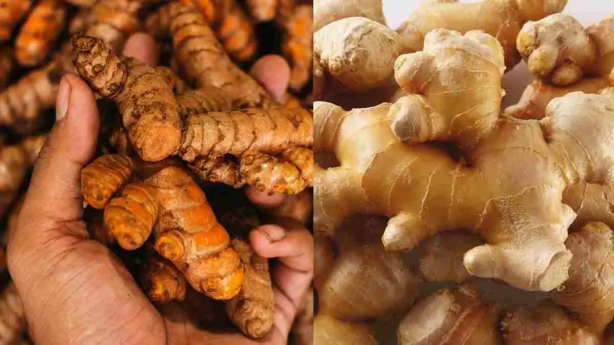 Tak perlu lahan luas untuk mulai hidup lebih sehat. Jahe, kunyit, lidah buaya hingga kumis kucing bisa ditanam di rumah dan menjadi bagian dari kebun herbal keluarga. Simak tujuh tanaman obat yang mudah dirawat dan kaya manfaat. (ilustrasi)