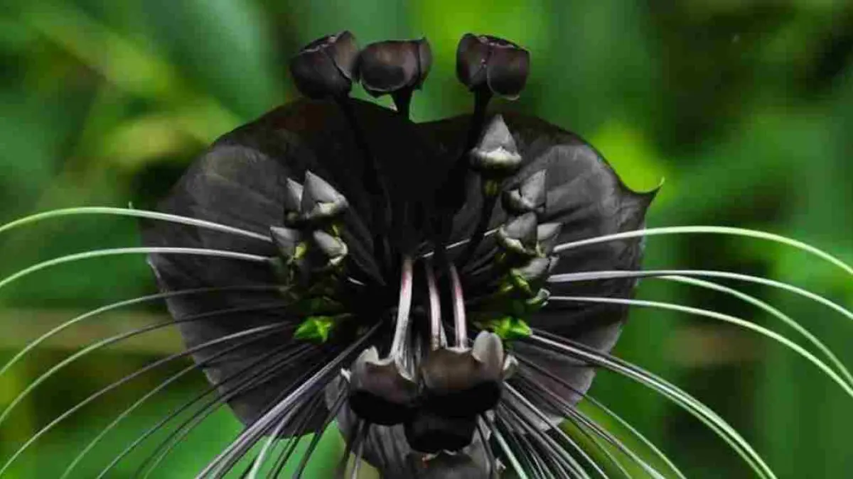 Sekilas tampak misterius, tetapi justru memikat. Bat Flower atau Tacca chantrieri memiliki bentuk menyerupai kelelawar dengan kumis menjuntai hingga 70 sentimeter. Tak heran jika bunga tropis langka ini menjadi salah satu tanaman hias paling diburu kolektor di dunia. (Sumber: Instagram @infarm.id)
