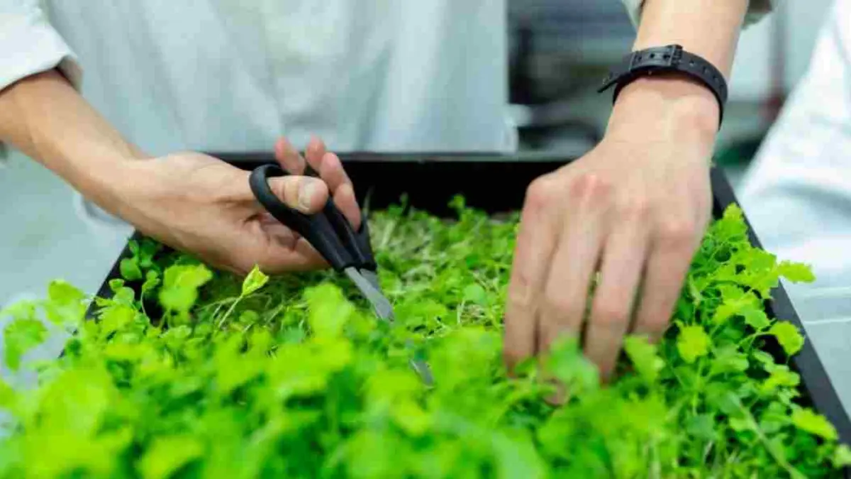 manfaat berkebun, tantangan mempertahankan hobi, berkebun sebagai gaya hidup, serta peluang ekonomi dari urban farming. (Photo by ThisisEngineering on Unsplash)