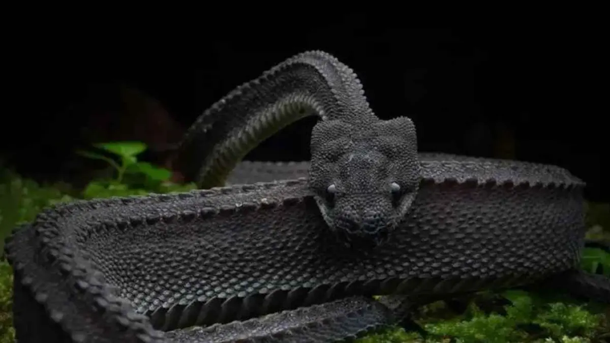 Sekilas terlihat menyeramkan, tetapi ular naga jawa ternyata merupakan reptil yang tidak berbisa dan sangat pemalu. Dengan sisik unik menyerupai naga serta habitat yang semakin terancam, satwa langka ini menjadi salah satu kekayaan alam Indonesia yang wajib dijaga. (Instagram.com/@publicflux)