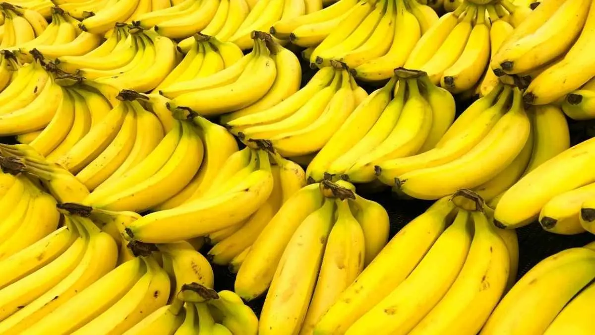 Kenapa pisang Cavendish selalu jadi pilihan di supermarket? Ternyata bukan cuma karena rasanya yang manis, tetapi juga kaya nutrisi, praktis dikonsumsi, dan menjadi favorit atlet hingga keluarga modern.(ilustrasi pisang)