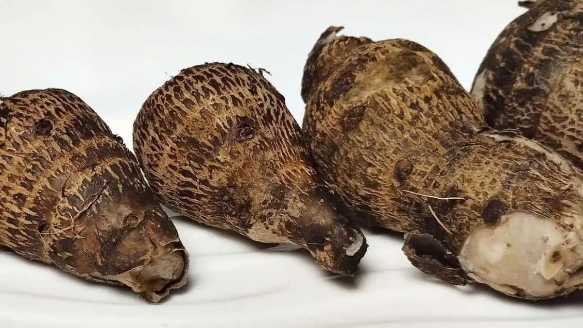 Bukan ubi, bukan talas biasa! Kimpul yang dulu identik dengan makanan sederhana kini mulai naik kelas. Bisa diolah jadi keripik, donat, bolu sampai dessert kekinian. (kompas.com)
