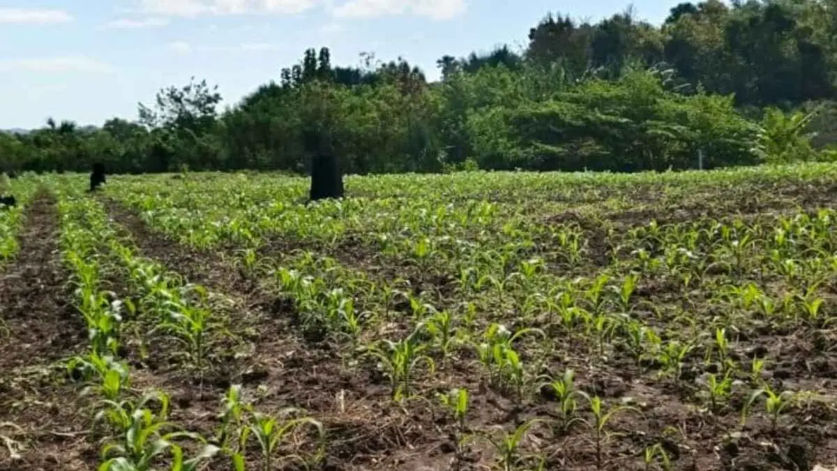 Awalnya berharap untung dari food estate, petani NTT kini justru menghadapi biaya produksi tinggi, sulit air, hingga harga panen yang tak pasti. (Foto: Mario Sara/Mongabay Indonesia)