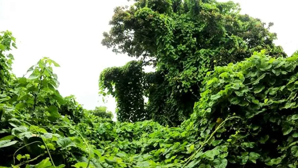 Kelihatan hijau dan subur, belum tentu baik untuk hutan. Tumbuhan invasif bisa tumbuh agresif, mengambil ruang dan sumber daya, bahkan menekan keberadaan tanaman asli. (mongabay.co.id)