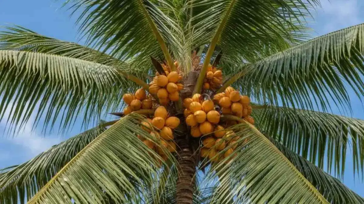 Cerita rakyat dari Sulawesi Tenggara ini mengisahkan sebuah pohon kelapa yang dipercaya memiliki kesaktian dan menjadi penyelamat masyarakat ketika masa paceklik melanda. (ilustrasi)