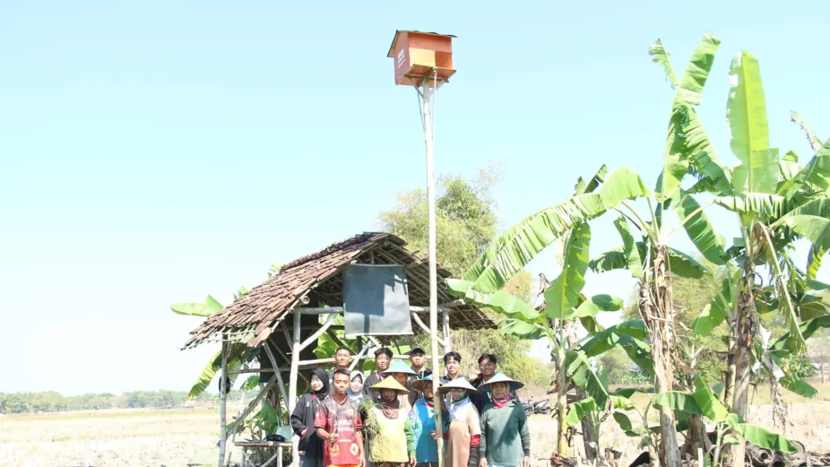 KKN UMM membangun tiga Rumah Burung Hantu di Jatimulyo, Tuban, program ini menjadi alternatif pengendalian hama tikus secara alami dan ramah lingkungan. (Mahasiswa KKN 193 UMM)