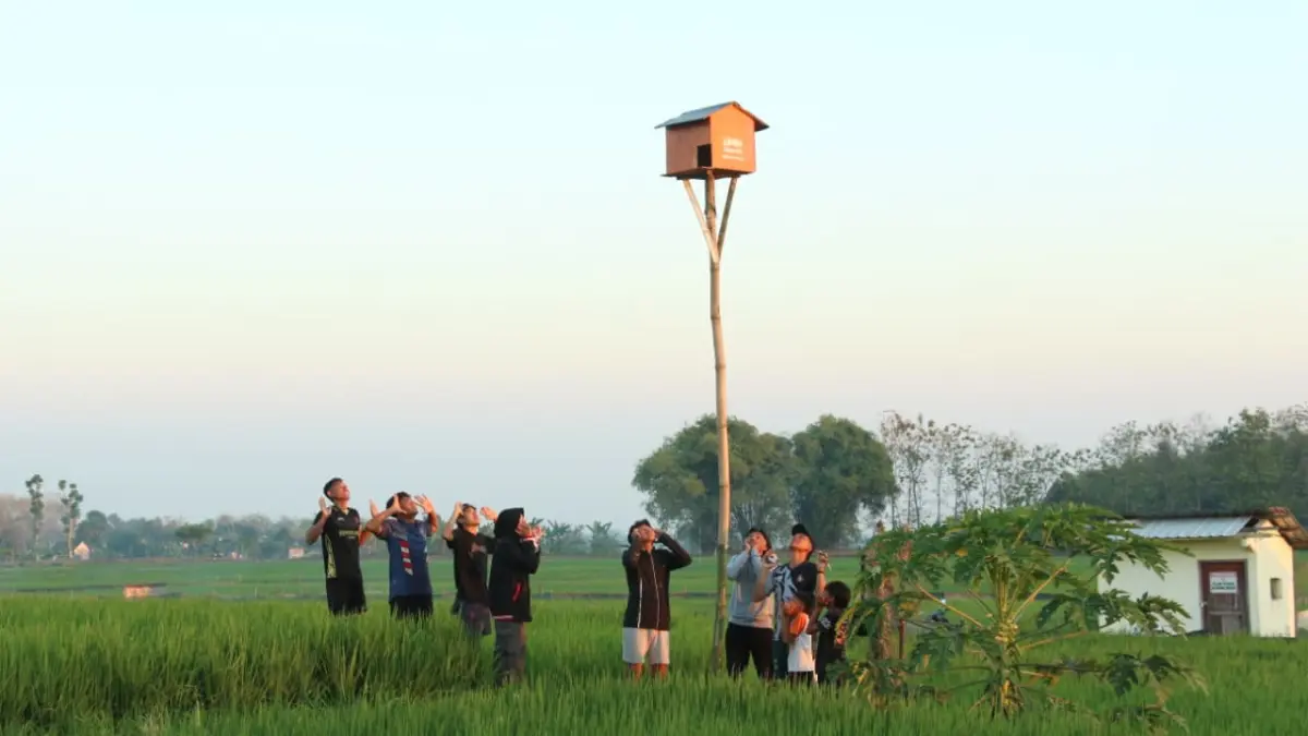 Mahasiswa KKN UMM membangun tiga RUBUHA di Jatimulyo, Tuban, sebagai upaya mengendalikan hama tikus sawah dengan memanfaatkan burung hantu. (Radar Bonang)