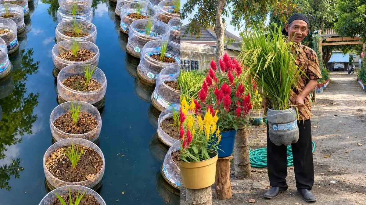 Siapa sangka galon bekas bisa berubah menjadi “sawah mini”?. Di tengah Kota Jogja, Kelompok Tani Swa Katon Asri mencoba menanam padi menggunakan ratusan galon bekas. Setelah sekitar 90 hari, tanaman mulai mendekati masa panen. (instagram.com/darikami_untukkamu)
