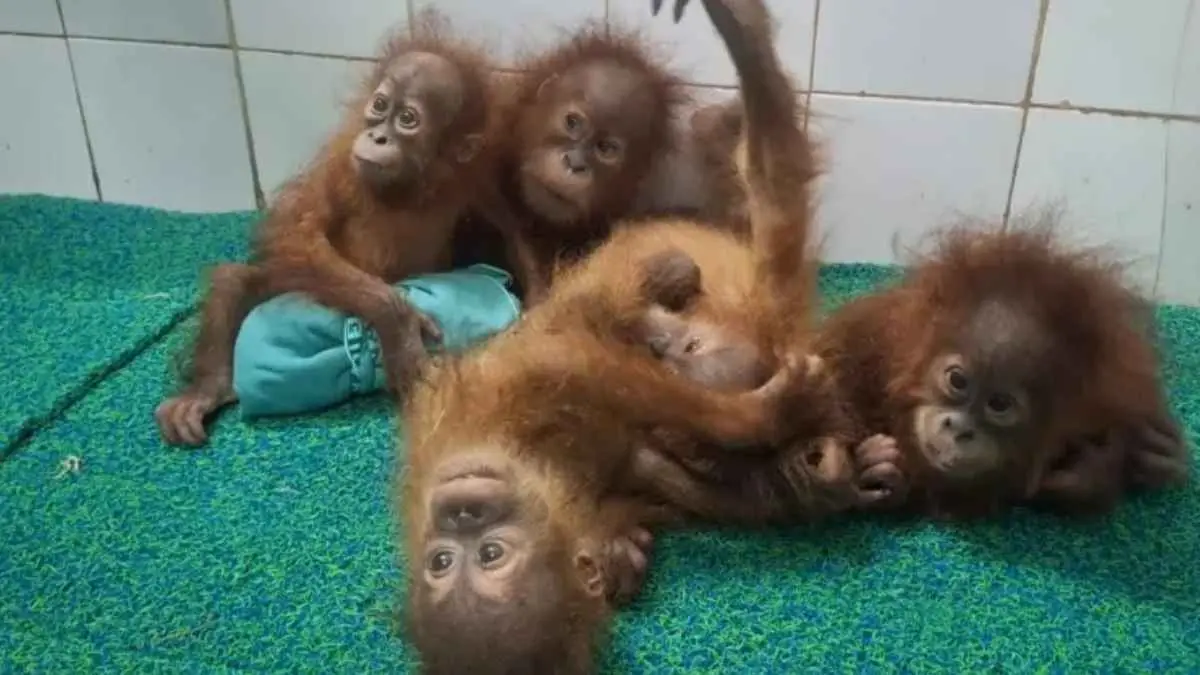 Potret lima bayi orangutan yang ditemukan di Odisha, jauh dari habitat alami orangutan di Indonesia dan Malaysia. Sementara polisi dan petugas kehutanan menyelidiki dugaan perdagangan satwa lintas negara. (bbc.com)