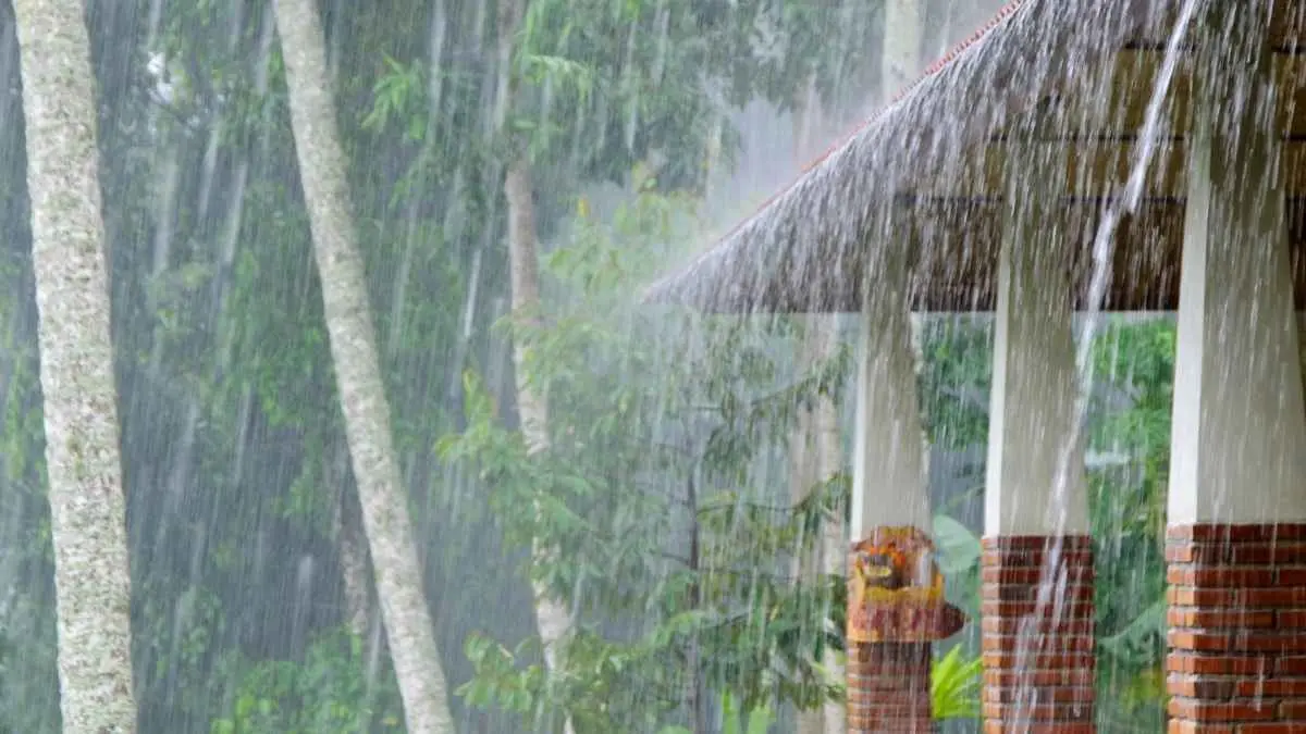 Hujan pertama bukan cuma membawa udara sejuk. Aroma khas tanah basah yang muncul setelah kemarau ternyata punya nama, yaitu petrichor. (ilustrasi)