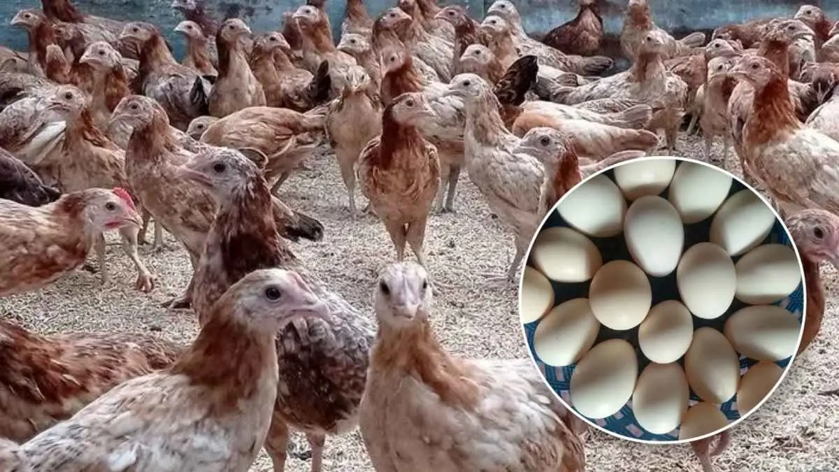 Ayam Elba bisa menjadi pilihan bagi peternak yang ingin mengembangkan usaha ayam kampung dengan fokus produksi telur. (facebook.com/petelursuper)