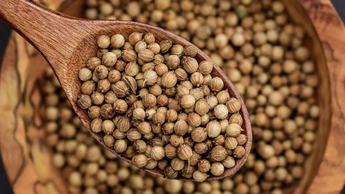 Ketumbar jangan buru-buru dihaluskan. Coba sangrai sebentar dengan api kecil agar aroma khasnya lebih keluar sebelum digunakan sebagai bumbu masakan. (Ilustrasi)
