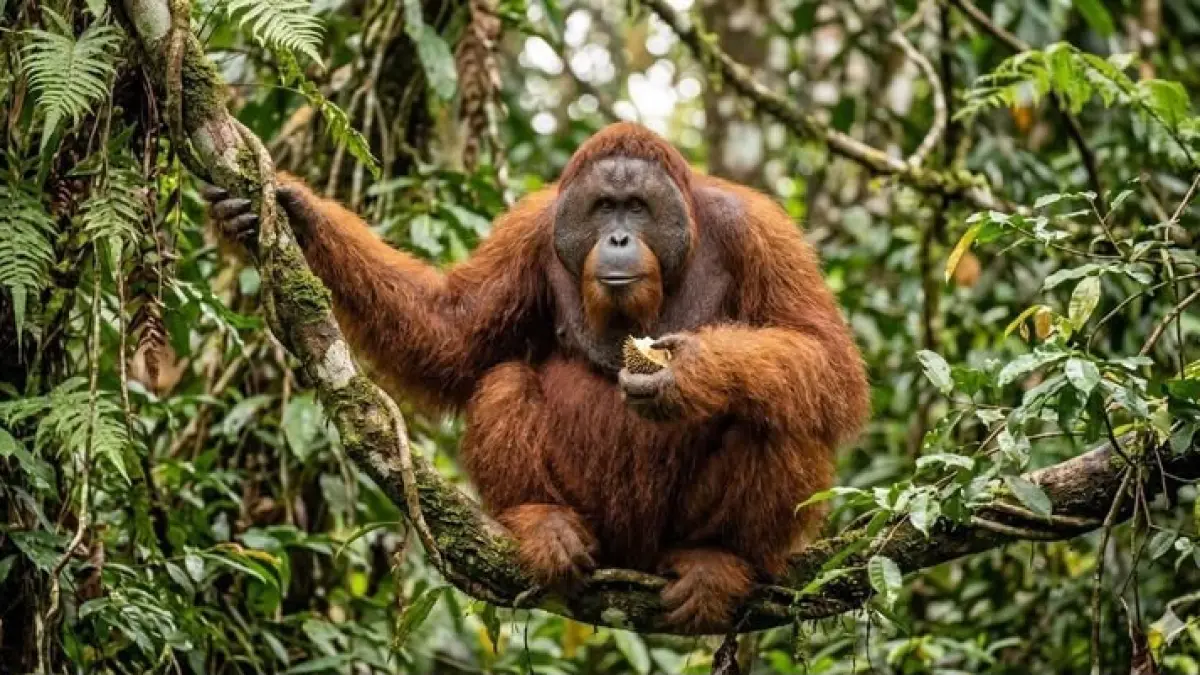 Orang utan menghadapi ancaman kehilangan habitat di tengah darurat ekologis hutan tropis Indonesia. (Pinterest)