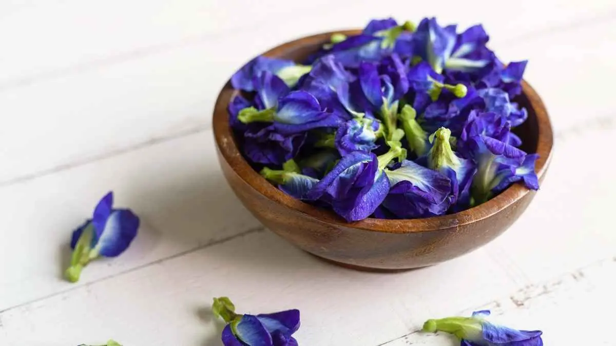 Sereh dan bunga telang tak hanya bisa diseduh menjadi minuman herbal. Keduanya juga dapat dimanfaatkan dalam inovasi sabun rumah tangga. Proses pembuatannya perlu memperhatikan formulasi, kualitas, dan keamanan agar produk layak digunakan. (ilustrasi bunga telang)