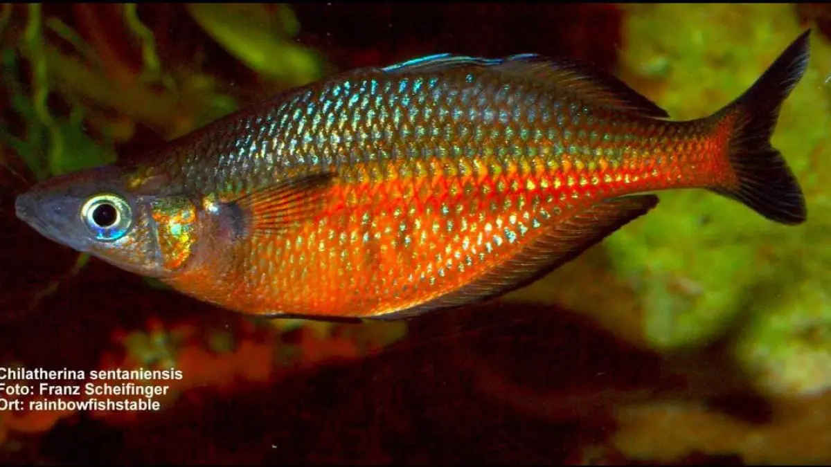 Ikan endemik Danau Sentani. (youtube.com)