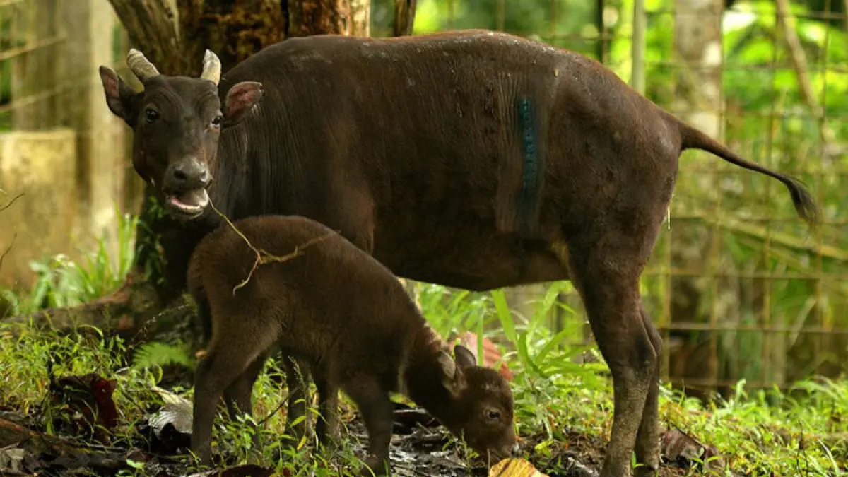 Anoa, Kerbau Kerdil Endemik Sulawesi yang Kini Diambang Kepunahan
