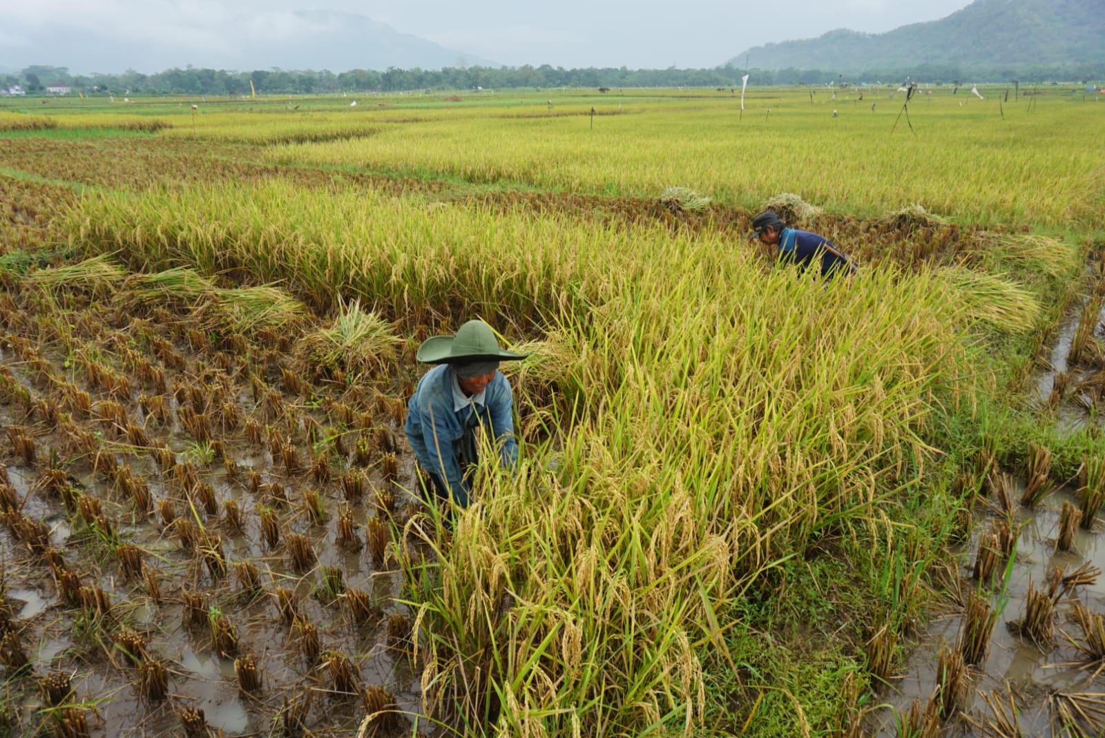 Potret lahan sawah di Trenggalek yang mengalami peningkatan luas. (Akhmad Nur Khoiri)