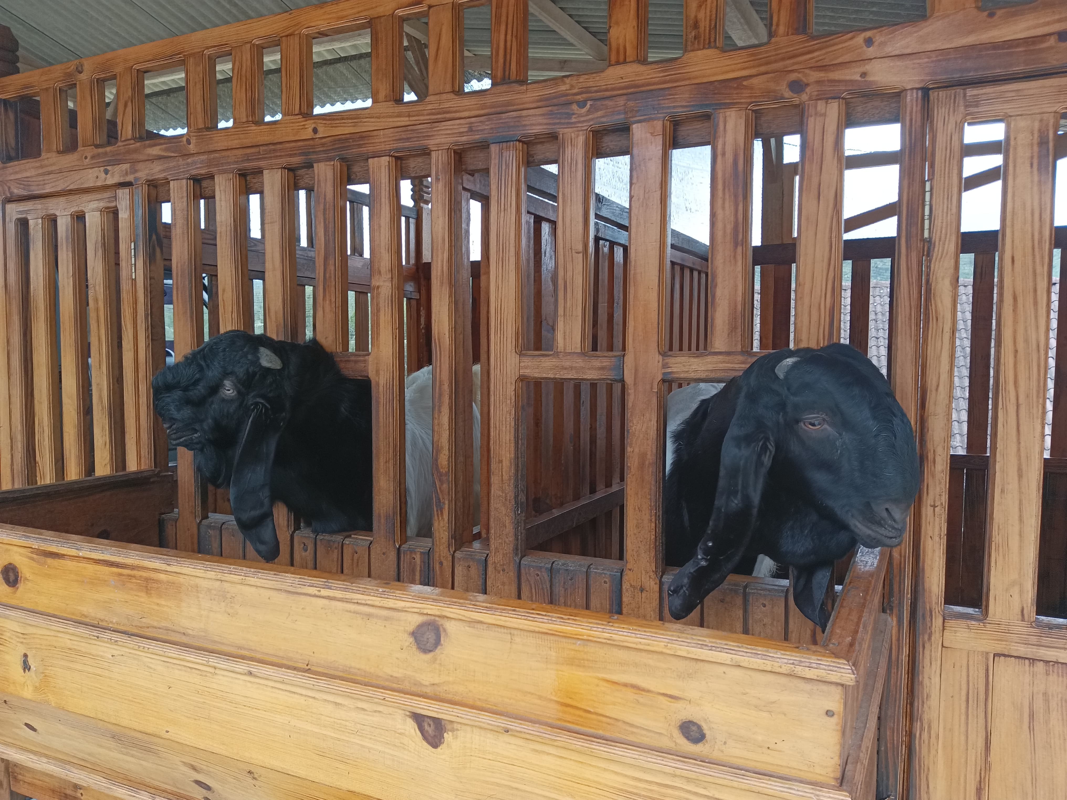 KAMBING BERKELAS: Dua kambing PE  dengan postur elegan dan telinga panjang khas, bukti bahwa peternakan bukan sekadar rutinitas, tapi investasi masa depan.