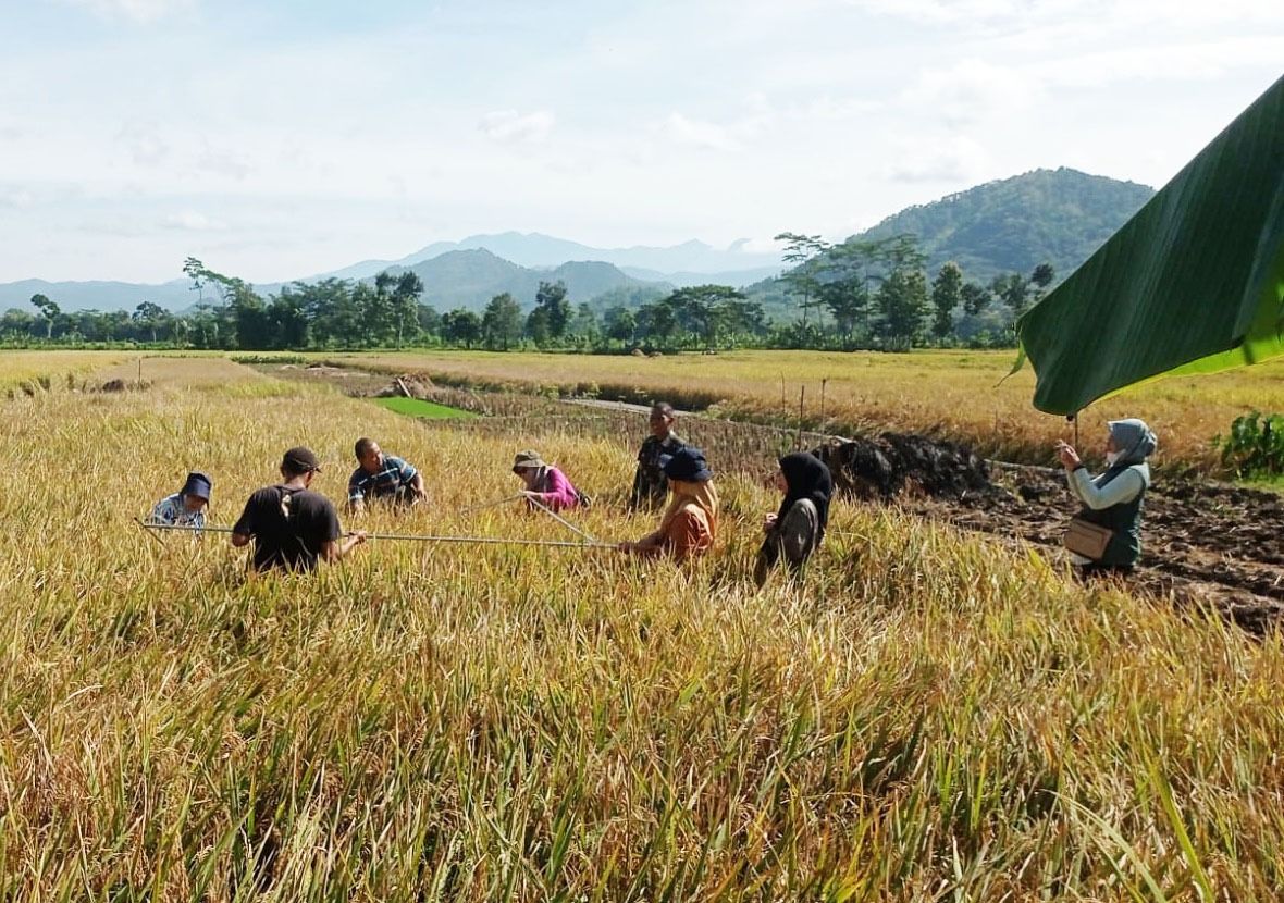 Panen raya di Trenggalek