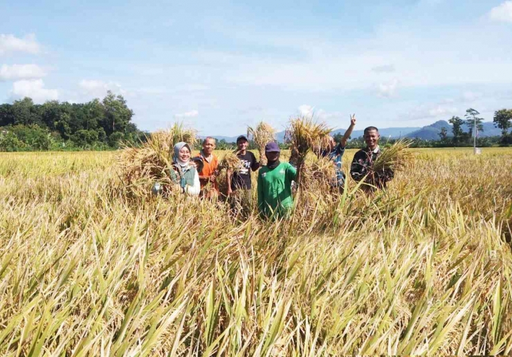 Petani, TNI dan berbagai pihak ketika melakukan panen raya
