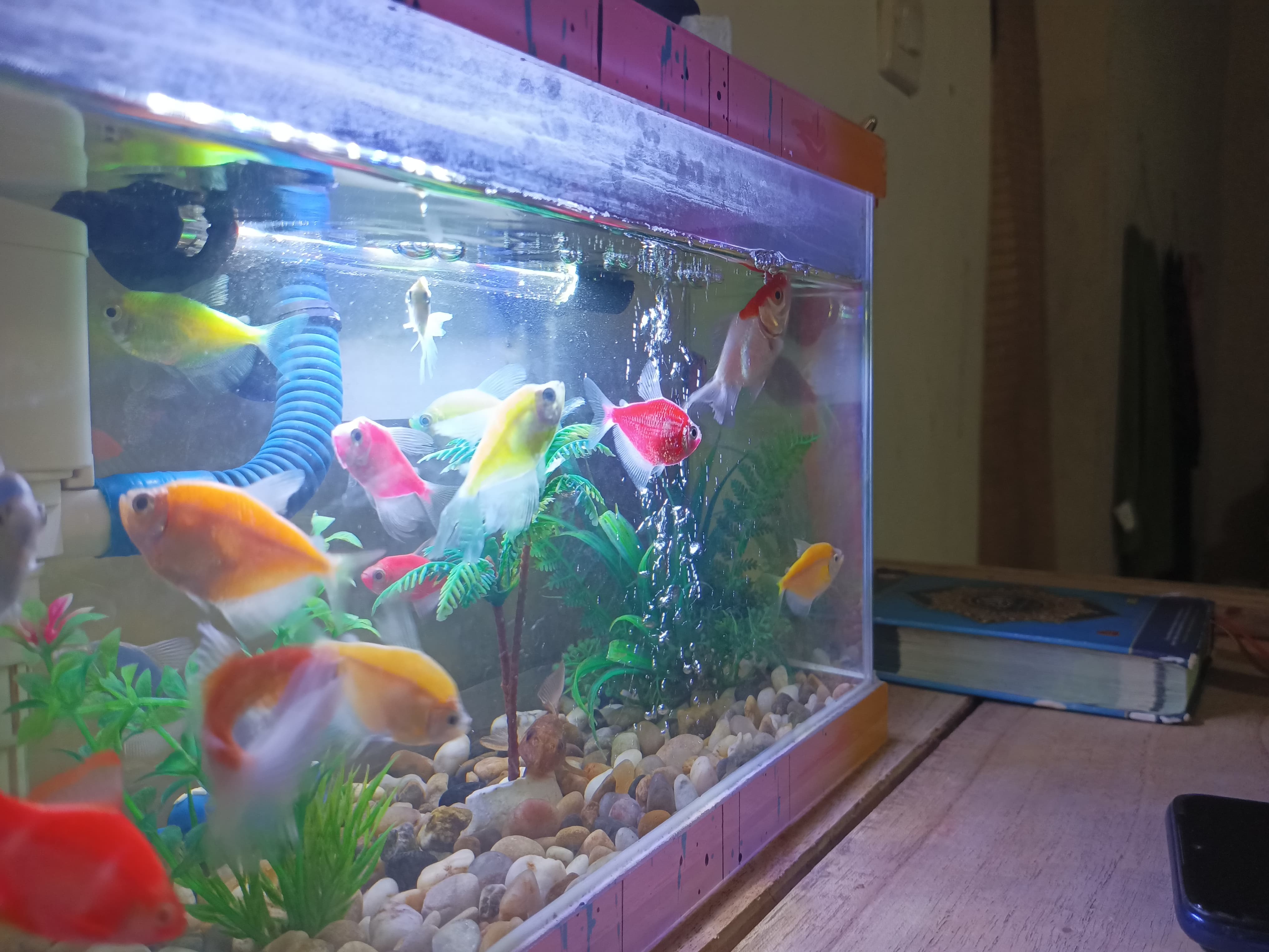 Merawat ikan hias bukan hanya ganti air. Pahami pH, pakan, dan filter agar ikanmu sehat, warnanya kinclong, dan tetap gesit.