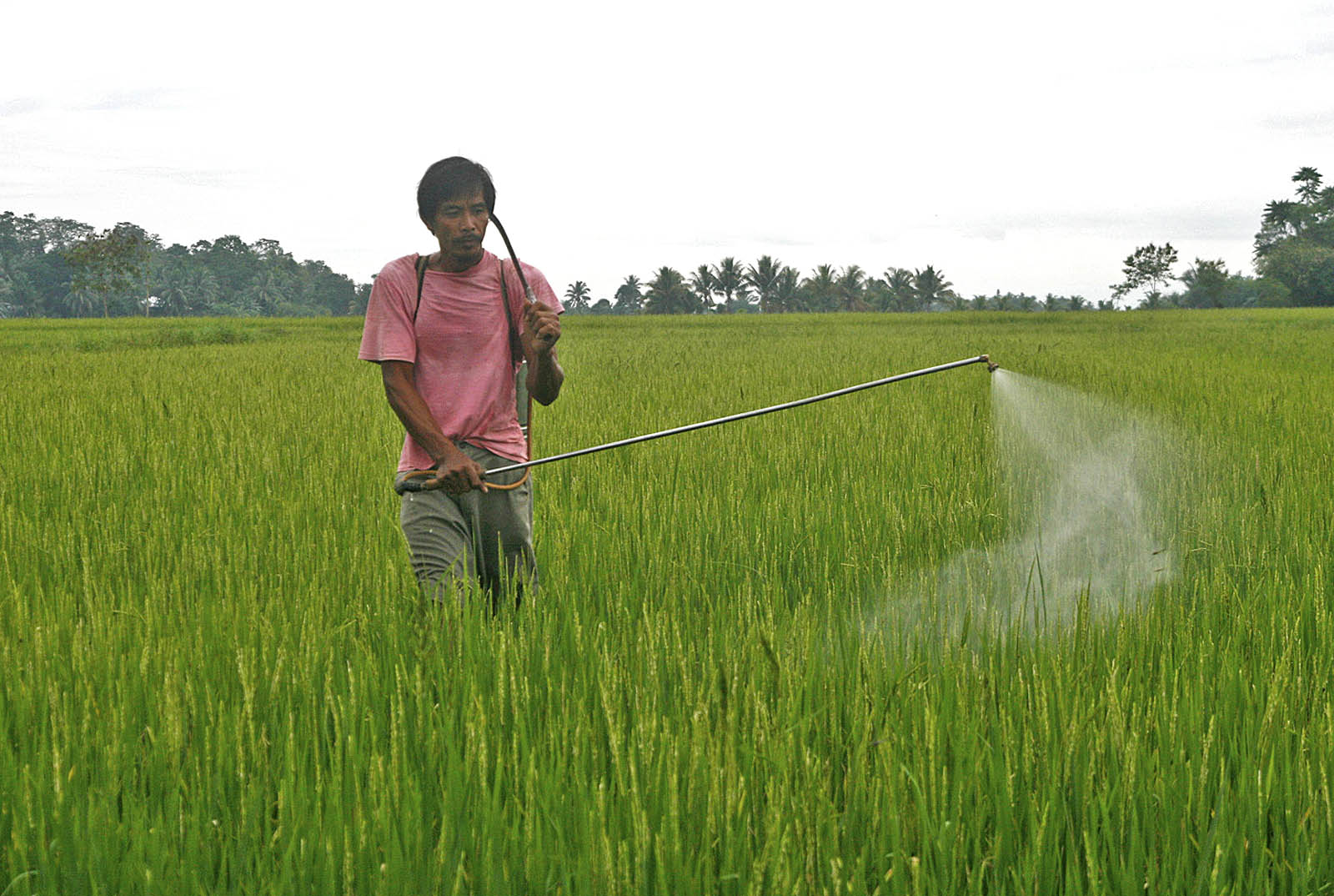 Seorang petani sedang menyemprot obat pada tanaman supaya tidak terserang hama dan siap panen