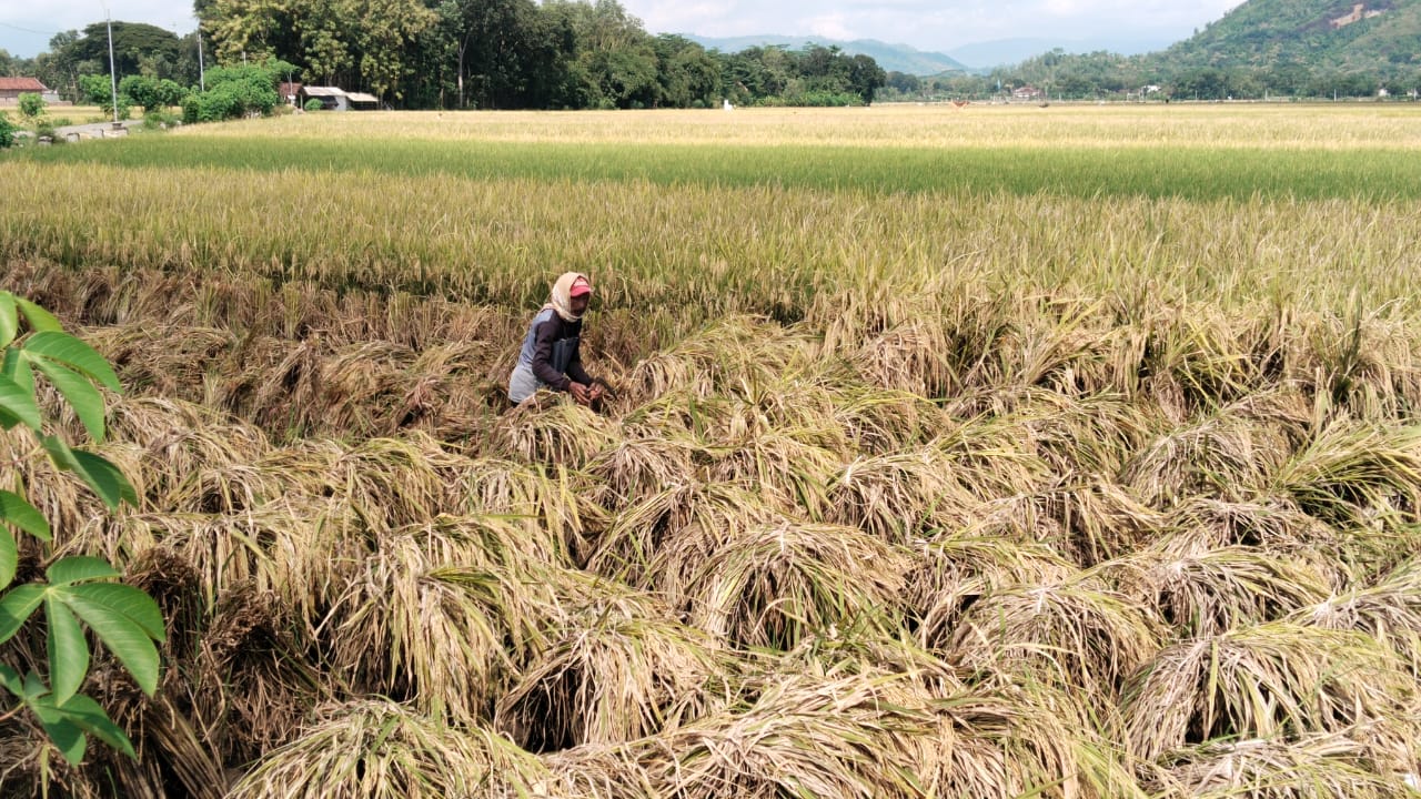 Petani sedang memanen padi di hamparan sawah yang menguning guna untuk dijual