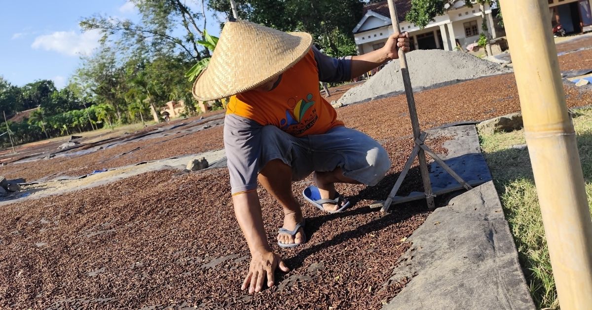 Petani di Trenggalek sedang menjemur cengkeh sebelum dijual.