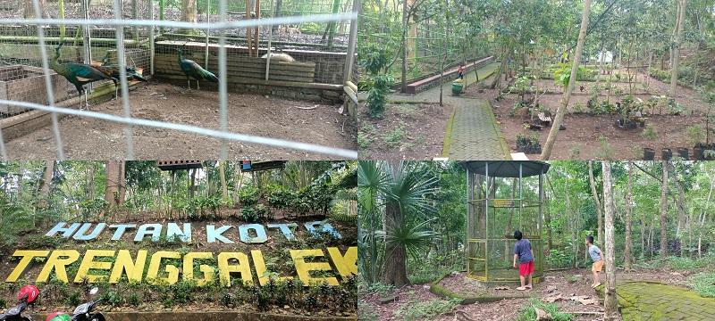 NYAMAN: Suasana di kawasan Hutan Kota (Huko) Trenggalek. Banyak pohon dan sejumlah hewan.