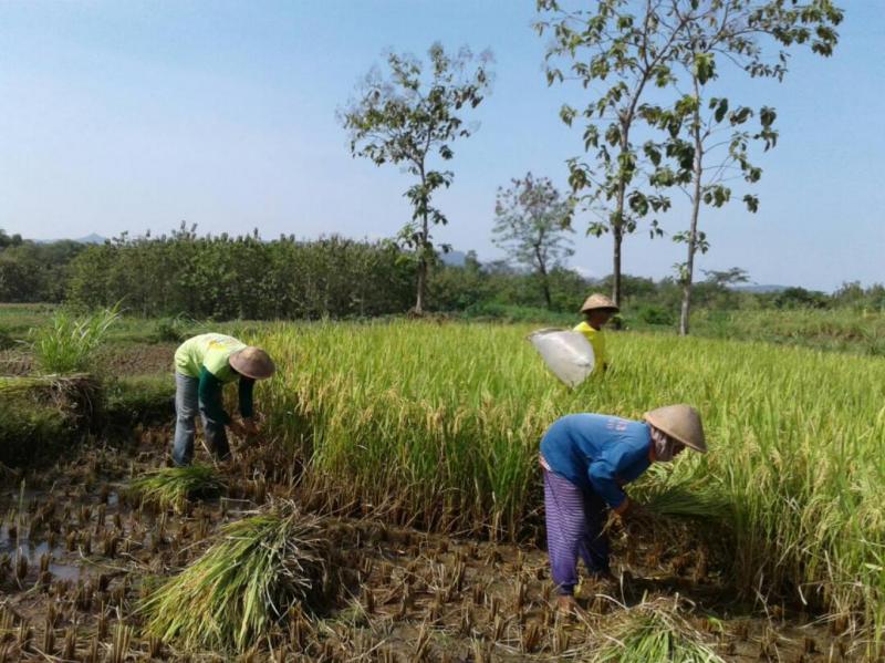 sulitnya mencari penyedia jasa mesin potong padi terpaksa para petani kembali memanen padi dengan sabit meski memakan waktu cukup lama