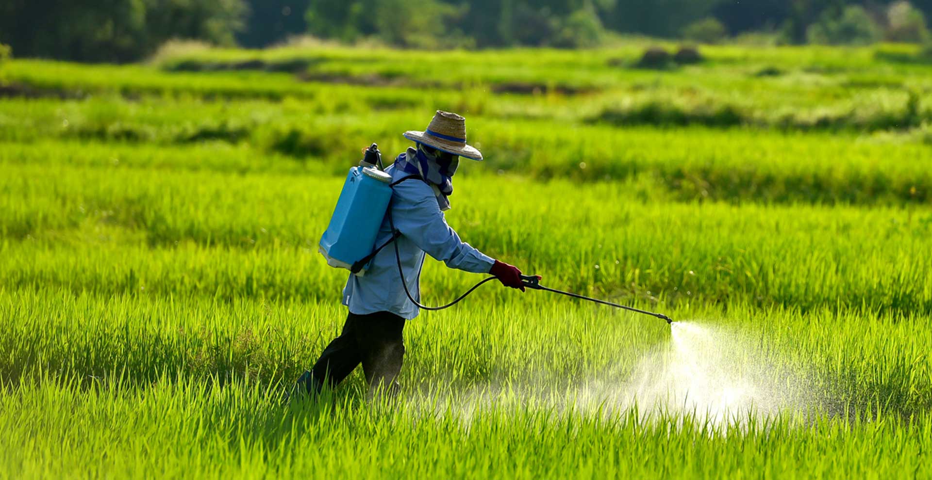 Para petani sedang menyemprot tanaman padi yang sering diganggu hama, saat musim hujan hama ulat penggulung daun menjadi hama yang kerap membunuh tanaman.