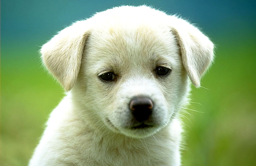 Anjing yang lucu sering dibuat kata umpatan