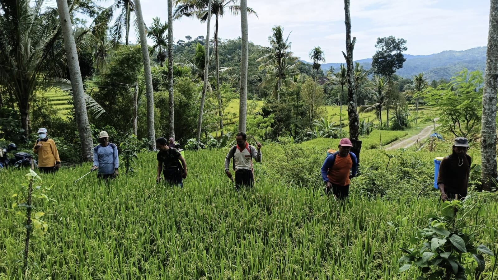 Para petani sedang menyemprotkan obat hama di seluruh tanaman padi. Sekitar 176 Hektare tanaman padi di Trenggalek terkena OPT