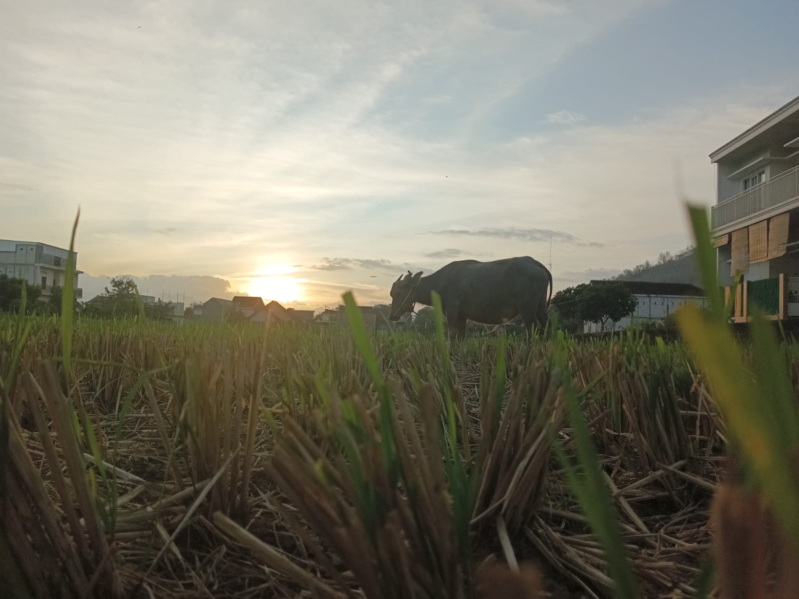 Pahlawan sawah yang jalannya santai tapi kerja maksimal.