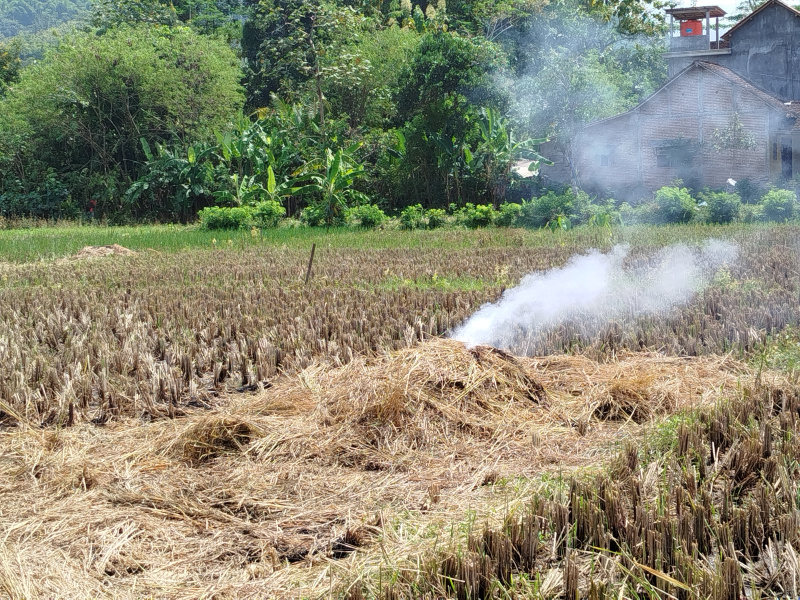 Petani di Trenggalek membakar jerami