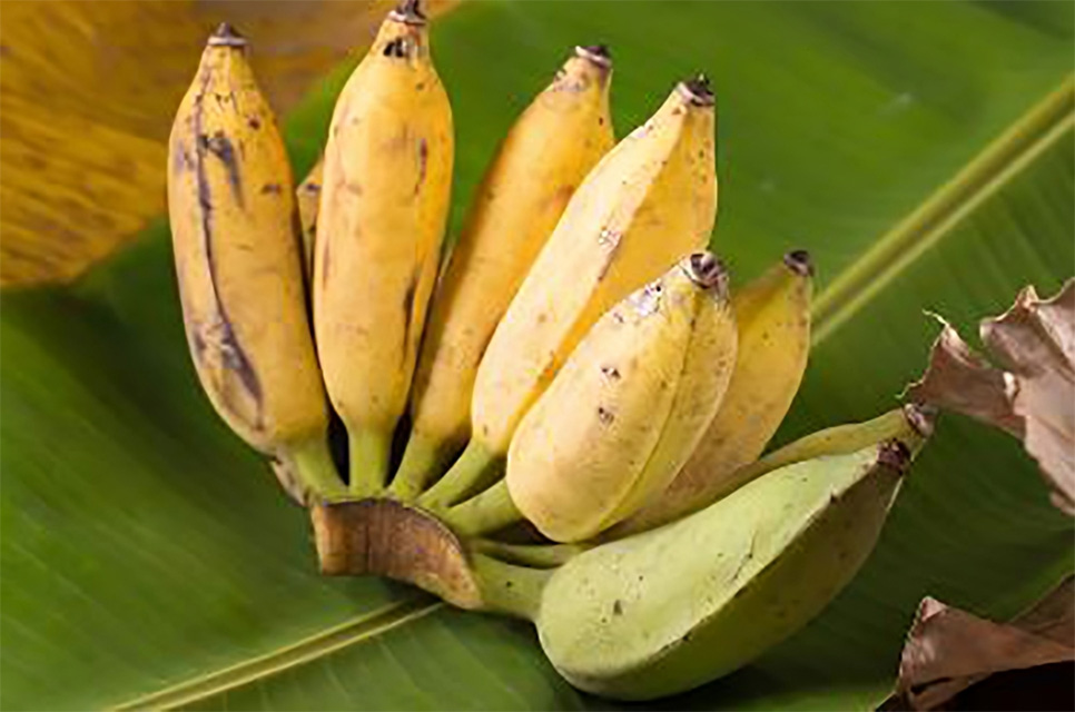 Pisang bisa jadi senjata rahasia tubuhmu melawan tekanan darah tinggi.