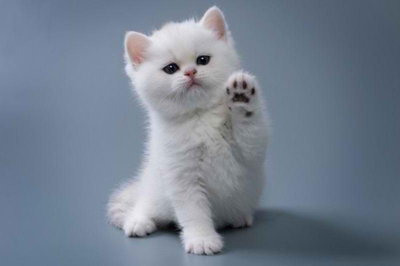 Kucing