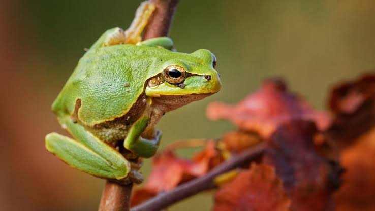 Katak hewan yang berguna menjaga keseimbangan alam