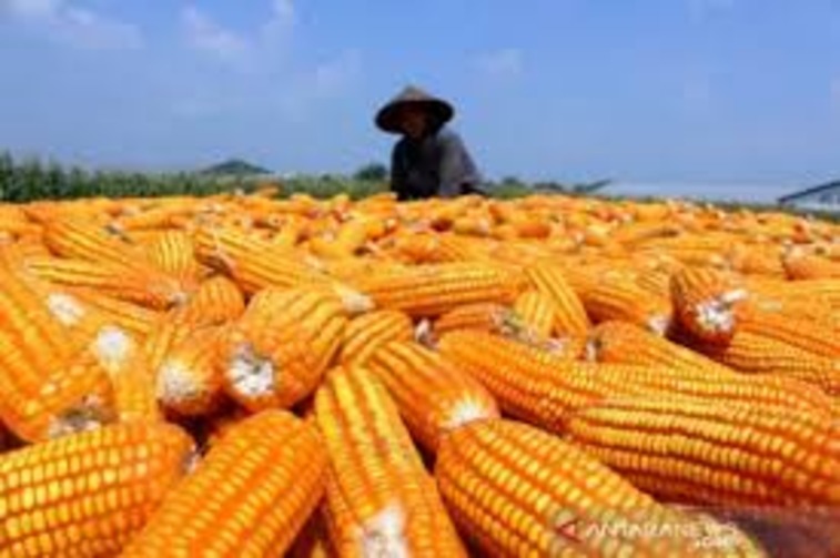 Petani sedang memanen jaging untuk ketahanan pangan