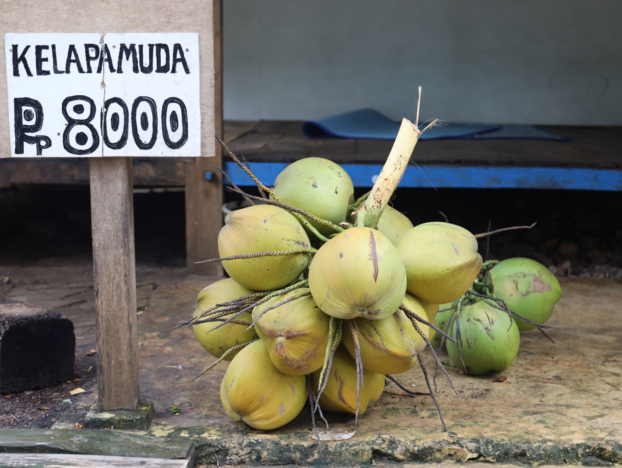 Potret buah kelapa yang bagus dikonsumsi bagi tubuh.