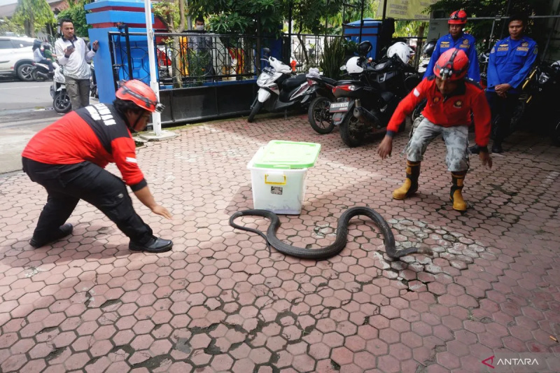 Aksi damkar untuk menang ular berbisa