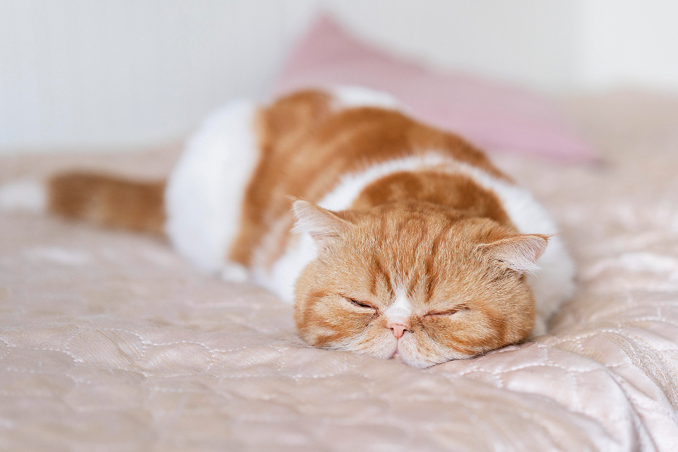 Apa jadinya jika kucing bisa main sosmed.