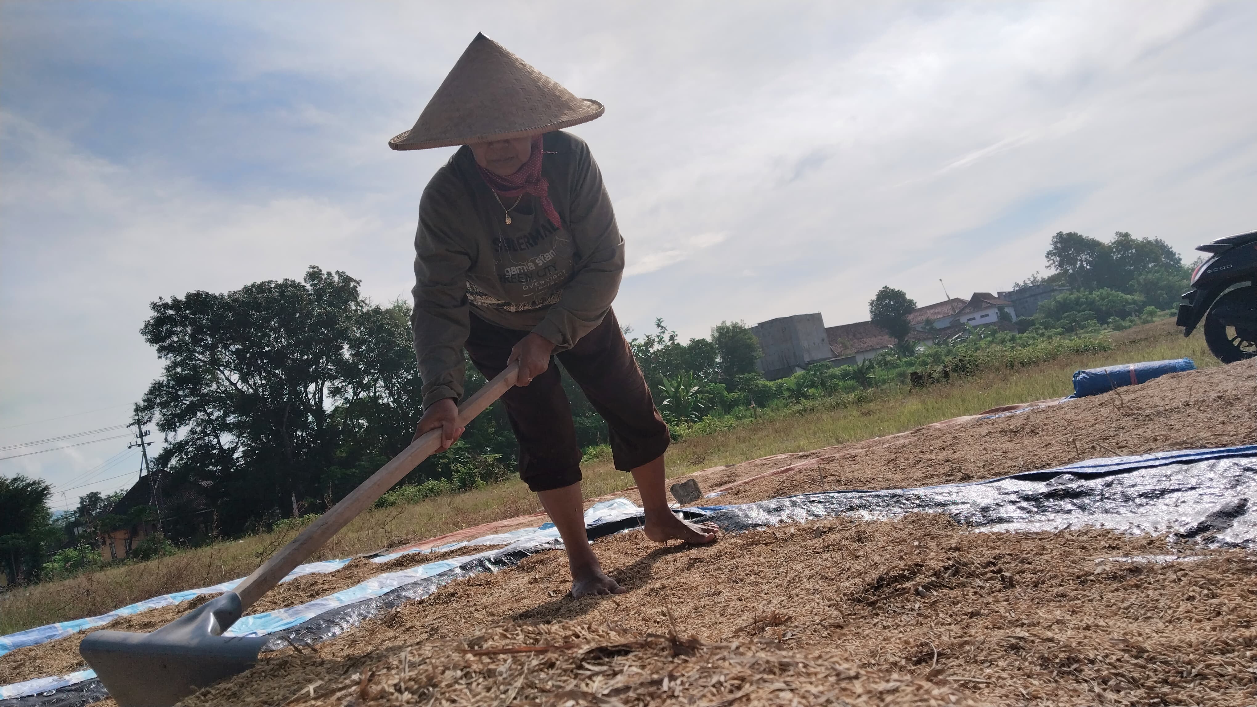 Seorang petani sedang menjemur gabah yang sudah dipanennya.