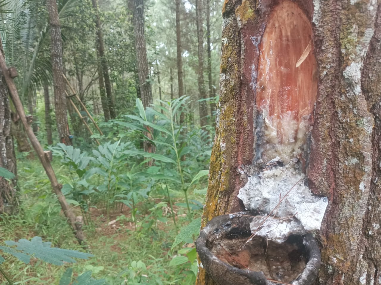 Getah pinus di Desa Pringapus, salah satu sumber kehidupan petani desa.