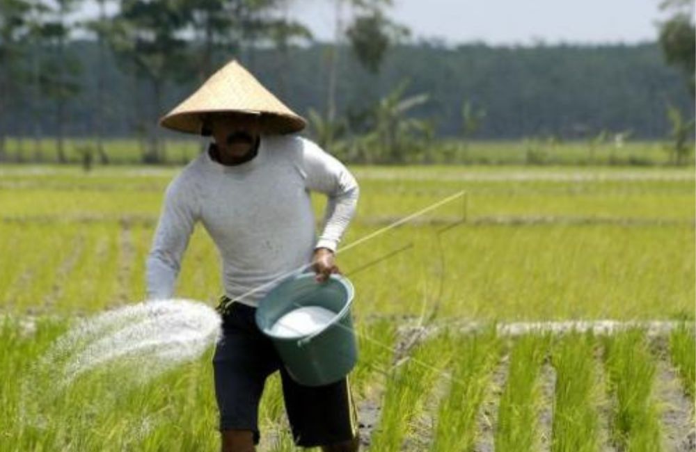 Seorang petani sedang melakukan pemupukan di lahannya