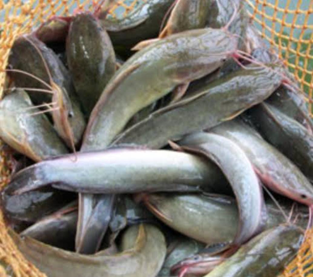 Ikan lele salah satu ikan dengan protein tinggi bagus buat diet dan cegah stunting